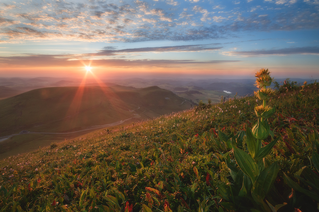 Light for gentian. Chaîne des Puys